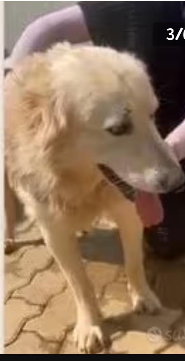 Mix Golden quasi 7anni ENTRATO A 3MESI IN CANILE!! Foto 5