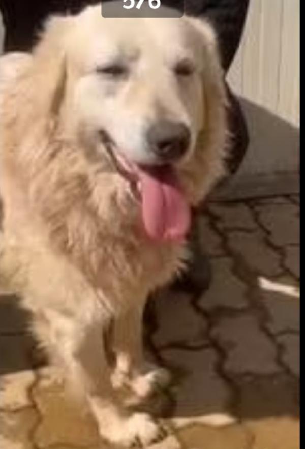 Mix Golden quasi 7anni ENTRATO A 3MESI IN CANILE!! Foto 6