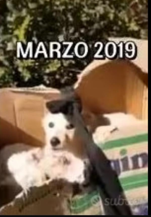 Mix Golden quasi 7anni ENTRATO A 3MESI IN CANILE!! Foto 7