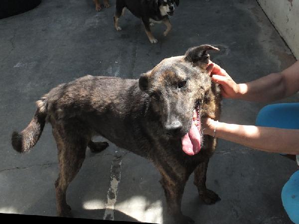 Orzo Buono E Socievole