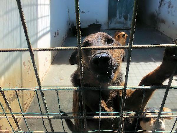 Orzo buono e socievole Foto 3