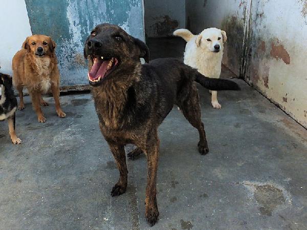 Orzo buono e socievole Foto 4