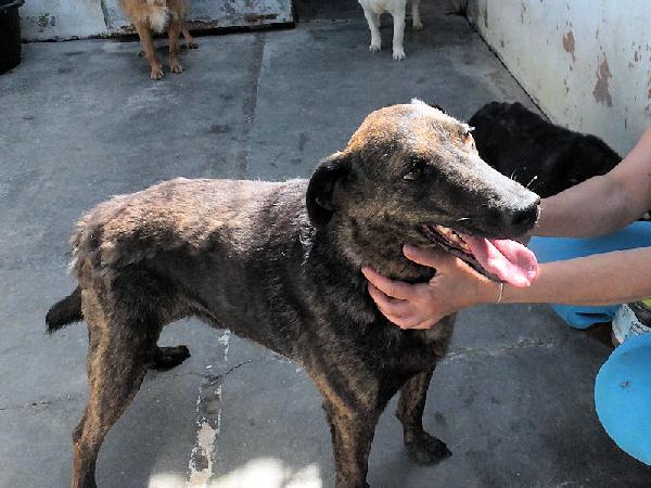 Orzo buono e socievole Foto 5