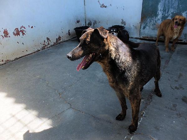 Orzo buono e socievole Foto 6