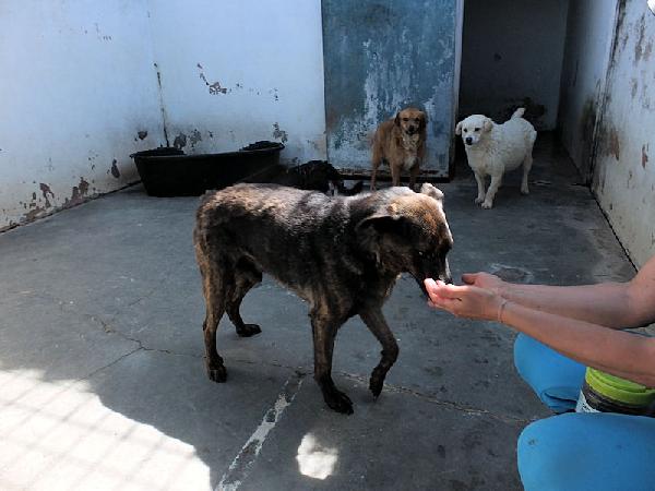 Orzo buono e socievole Foto 7