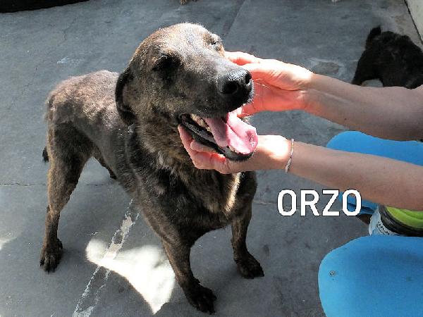 Orzo buono e socievole Foto 8