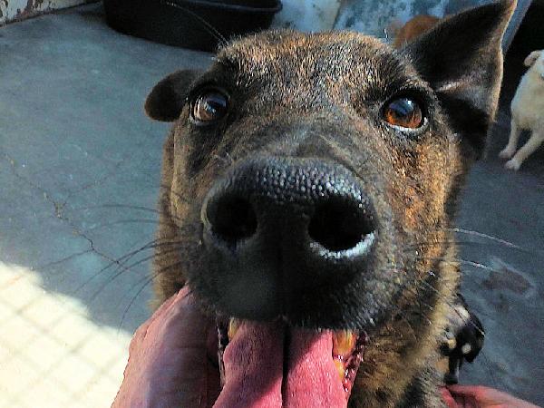 Orzo buono e socievole Foto 9