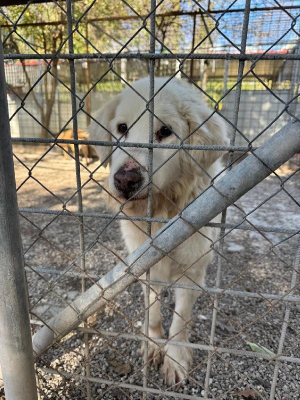 Bruno 13 Anni Cerca Adozione Del Cuore 