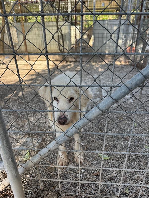 BRUNO 13 anni CERCA ADOZIONE DEL CUORE  Foto 4
