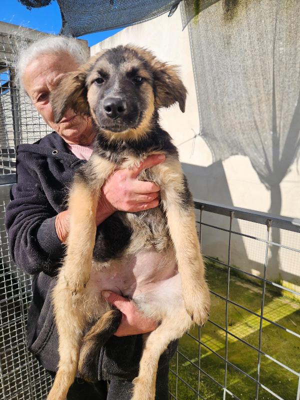 Prugna: 4 Mesi Taglia Medio/Grande 