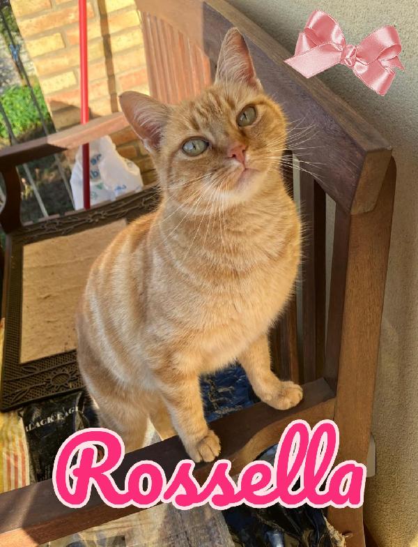 Rossella Gattina Rossa