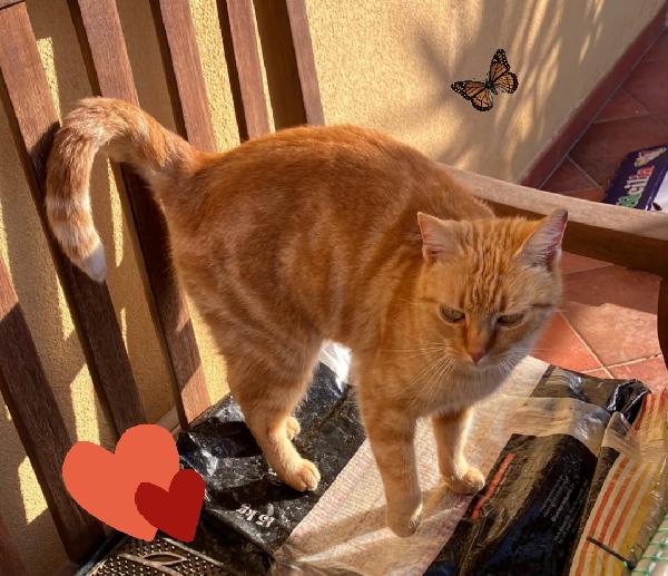 Rossella gattina rossa Foto 2