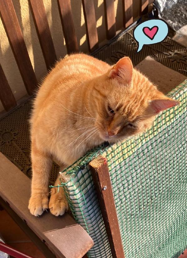 Rossella gattina rossa Foto 3