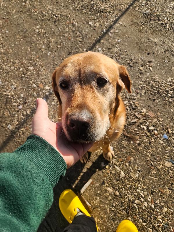 Paco Splendido Giovane Labrador Cerca Famiglia 