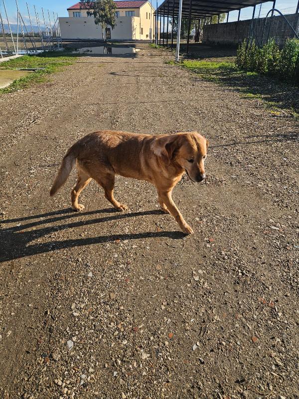 Paco splendido giovane Labrador cerca famiglia  Foto 2