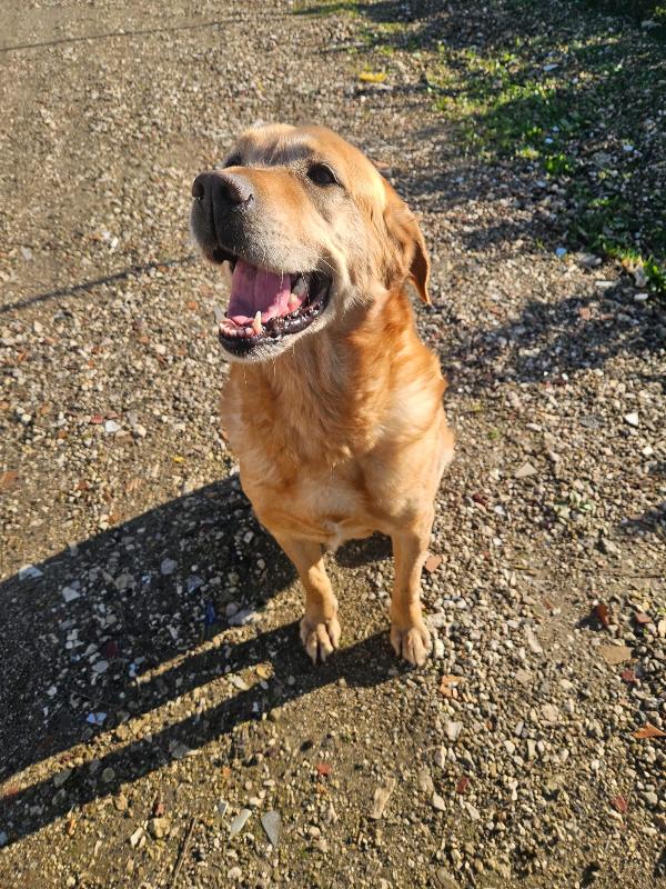 Paco splendido giovane Labrador cerca famiglia  Foto 4