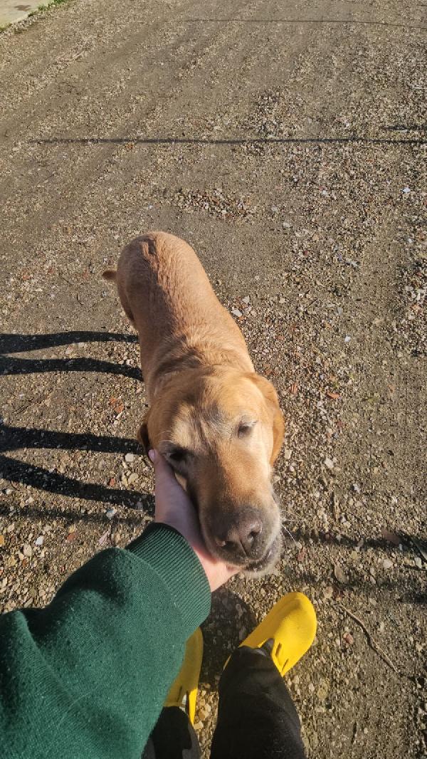 Paco splendido giovane Labrador cerca famiglia  Foto 5