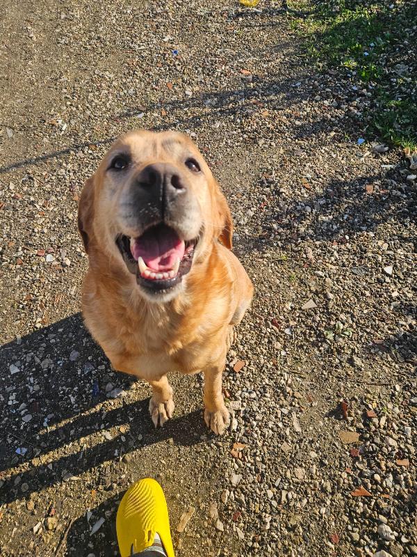 Paco splendido giovane Labrador cerca famiglia  Foto 8