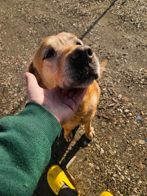 Paco splendido giovane Labrador cerca famiglia  Foto 9