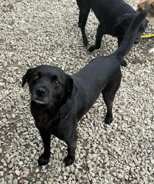 Denver 3 anni Taglia piccola  Foto 4