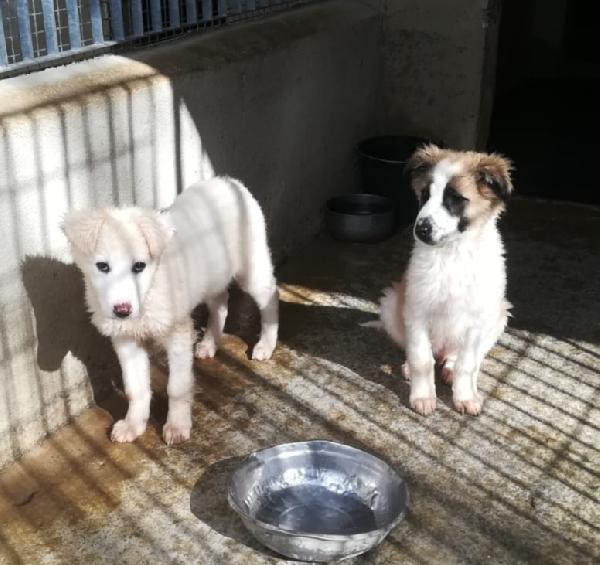 CARAMELLO E BISCOTTO  Foto 2