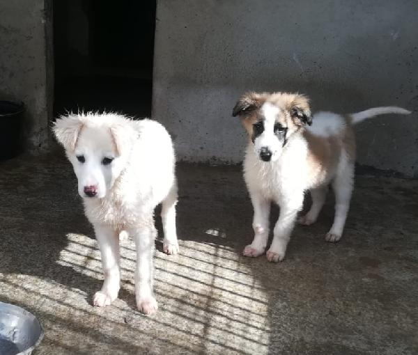 CARAMELLO E BISCOTTO  Foto 3