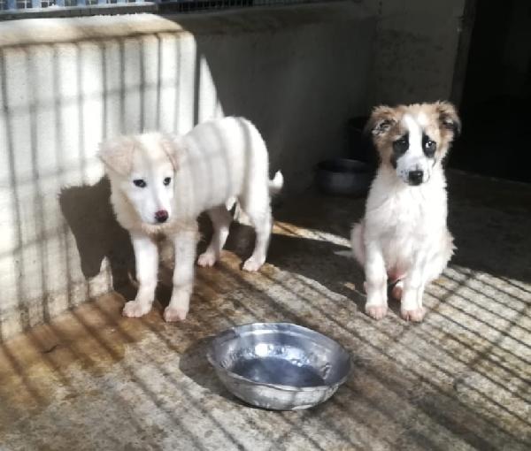 CARAMELLO E BISCOTTO  Foto 4