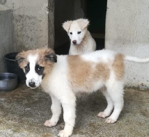 CARAMELLO E BISCOTTO  Foto 5