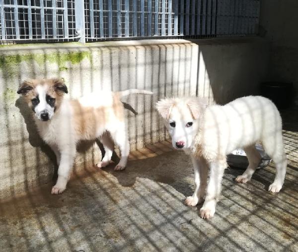 CARAMELLO E BISCOTTO  Foto 6