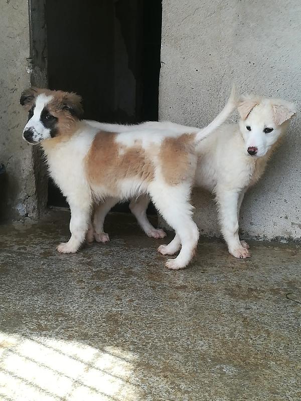 CARAMELLO E BISCOTTO  Foto 7