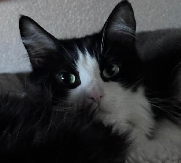 WEINE e UANA, adorabili mici da adottare! Foto 5