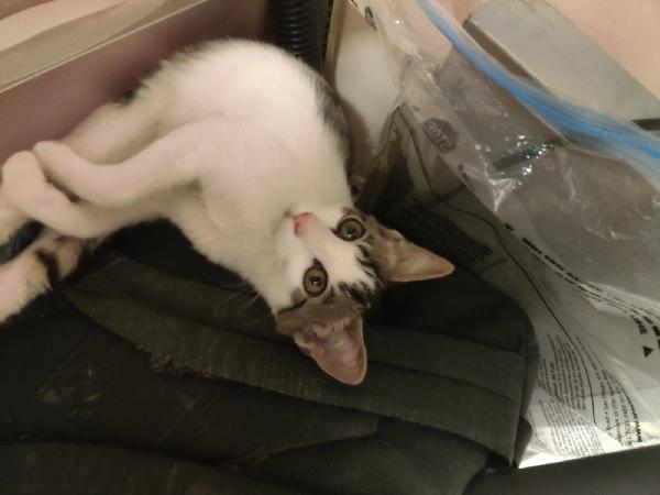 PACO, dolce micino in adozione! Foto 6