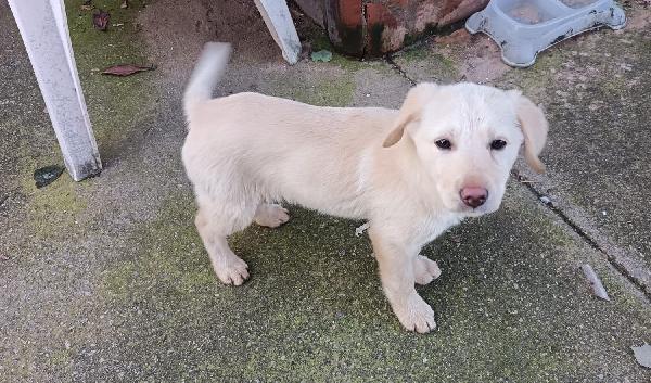 Simil labrador bellissime Foto 2