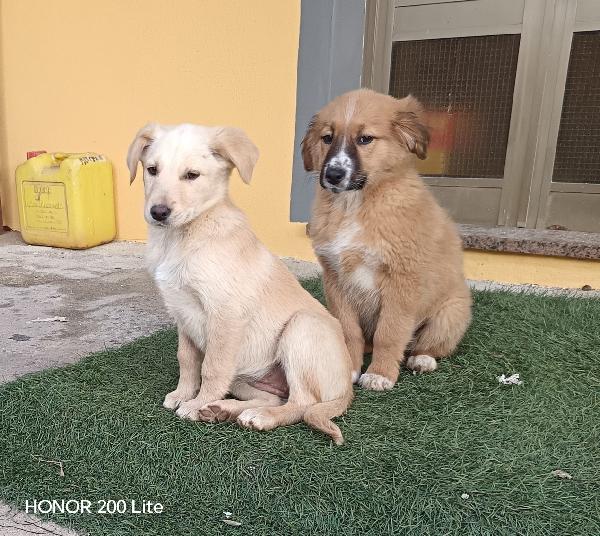 Simil labrador bellissime Foto 3