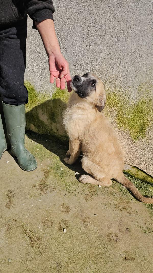 Albicocca: 4 Mesi Cerca Adozione O Stallo Casalingo 