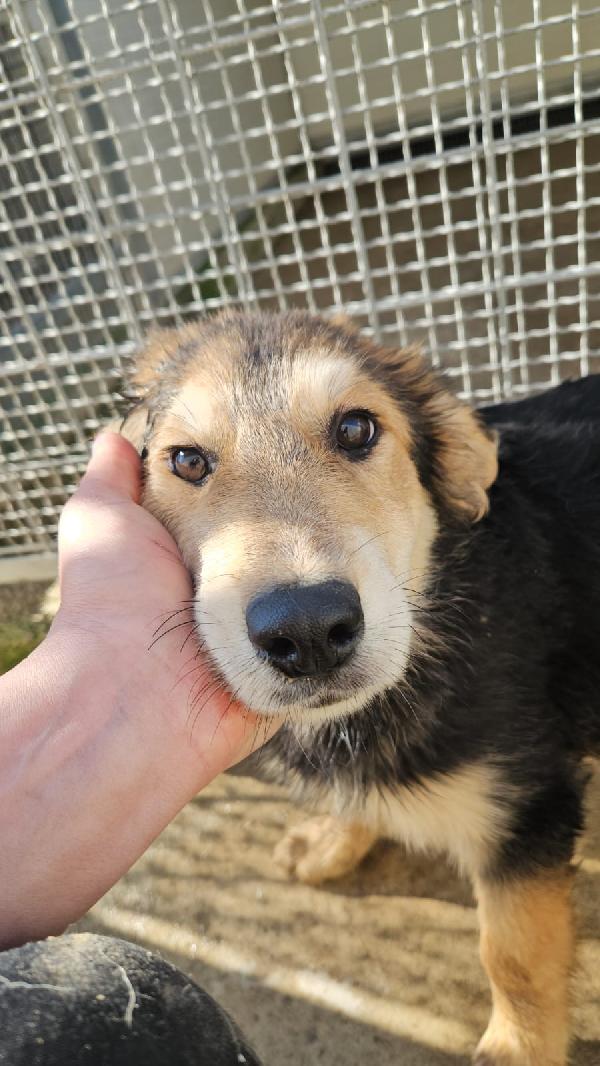 Mirtilla Cerca Adozione O Stallo Casalingo 