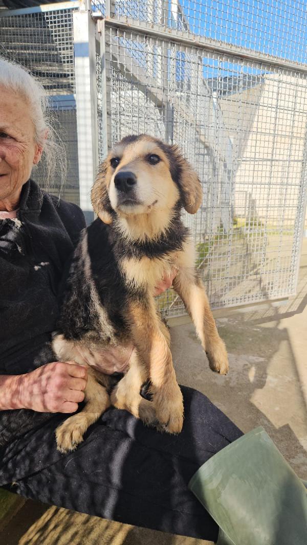 MIRTILLA CERCA ADOZIONE O STALLO CASALINGO  Foto 2