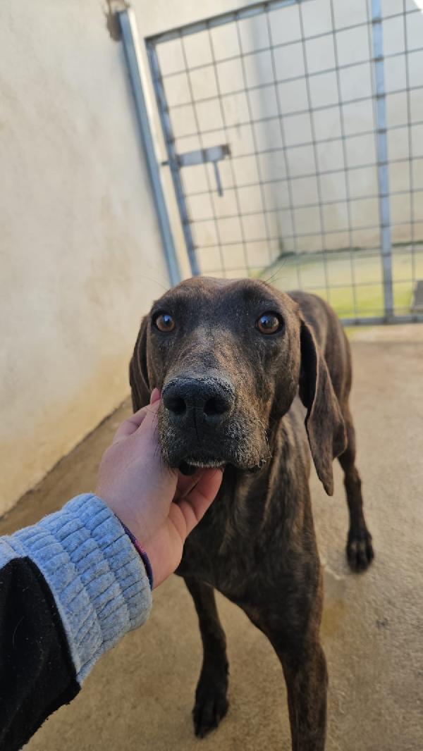 Michele Giovane Splendido Segugio Plott Hound 