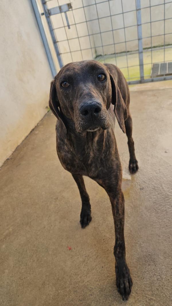 Michele giovane splendido Segugio Plott Hound  Foto 2