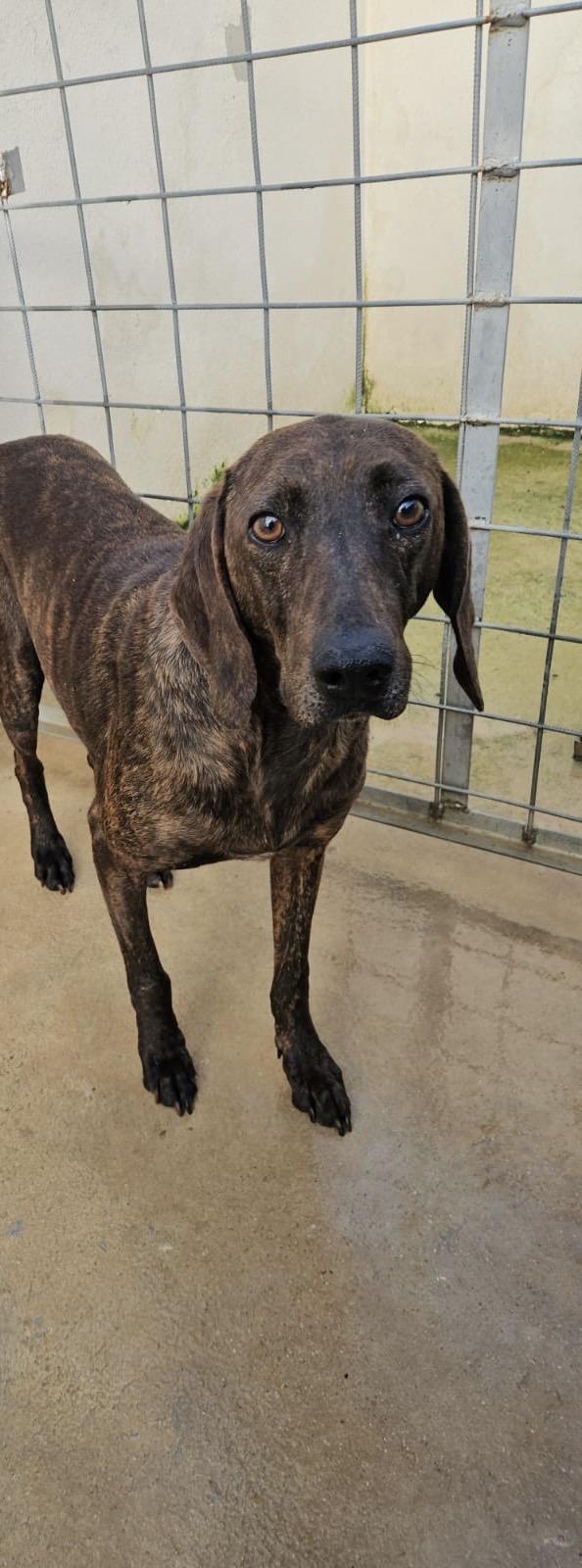 Michele giovane splendido Segugio Plott Hound  Foto 3