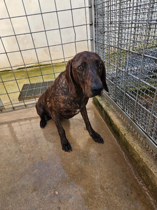 Michele giovane splendido Segugio Plott Hound  Foto 4