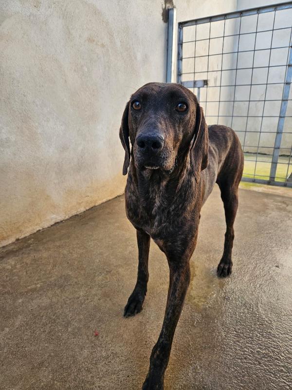 Michele giovane splendido Segugio Plott Hound  Foto 6