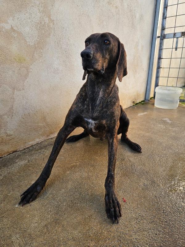 Michele giovane splendido Segugio Plott Hound  Foto 7