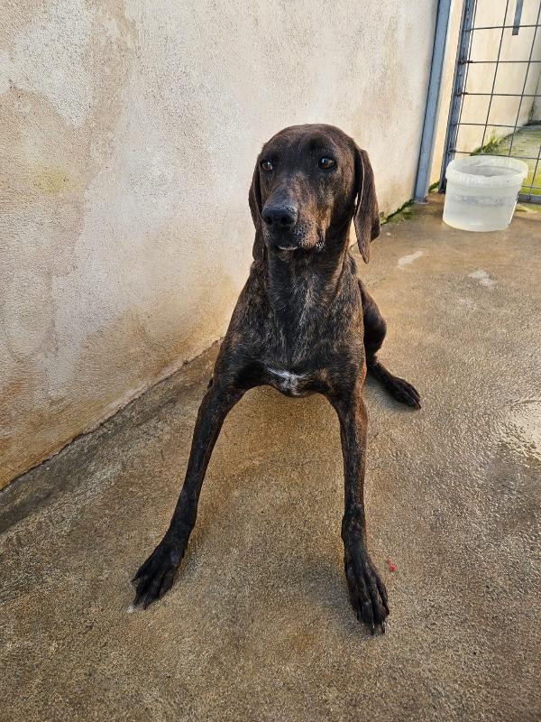 Michele giovane splendido Segugio Plott Hound  Foto 9