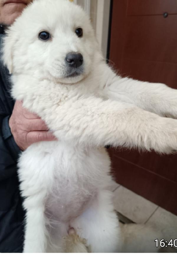 2cucciole 2mesi future tg media IRPINIA  Foto 2