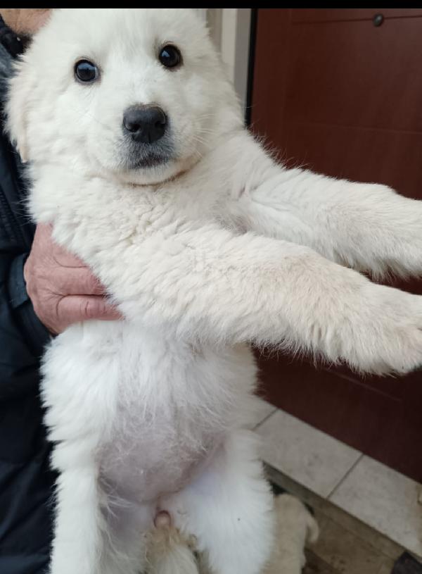 2Cucciole 2Mesi Future Tg Media Irpinia 