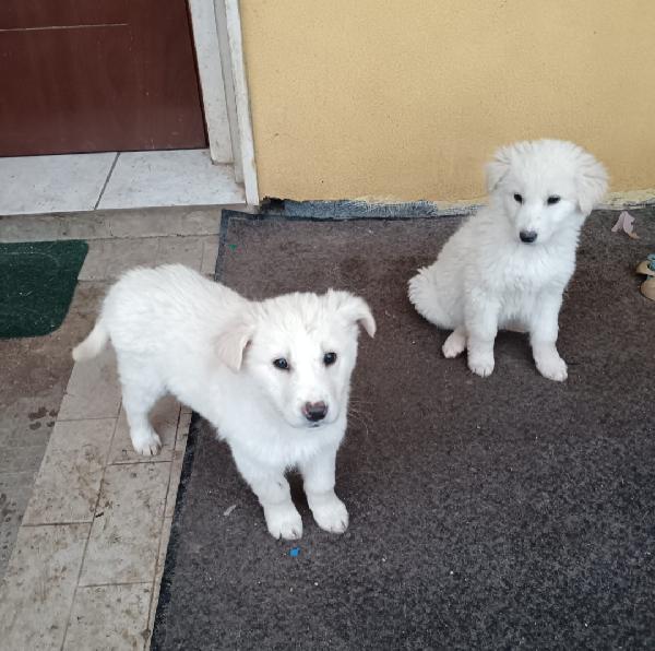 2cucciole 2mesi future tg media IRPINIA  Foto 3