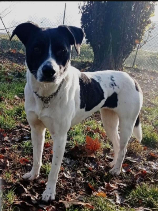 Polka 5anni salvata e salita a Milano 3anni fa  Foto 2