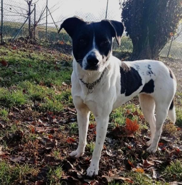 Polka 5anni salvata e salita a Milano 3anni fa  Foto 3