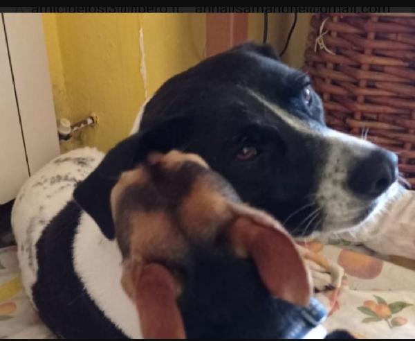 Polka 5anni salvata e salita a Milano 3anni fa  Foto 5